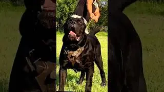Epic Dog Transformation Challenge: Puppy to Monster in Record Time!