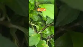 स्वभाव #nature #behaviour #selfimprovement #selfcare #growth #yt #youtubeshorts #love #travelvlog