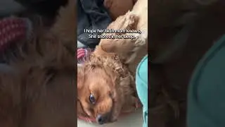 &ldquo;&ldquo;Operating on soft snore mode&mdash;just a gentle dreamer on a secret mission. 🤫!&rdquo; #sleepy #funypets