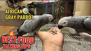 Best food for african Gray Parrot | Fast Talking Tips