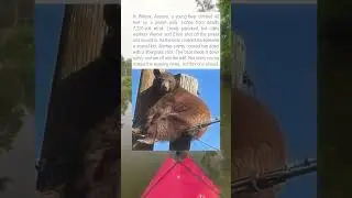 Scared Bear Rescued From Power Pole