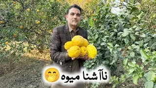 Citrus Medica Health Benefits In Pashto Language | Dr Shabir Pashto | 
