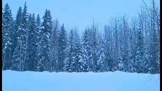 Beautiful Alaska Snowfall