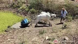 Vida no sertão alagoano na casa  meu pai