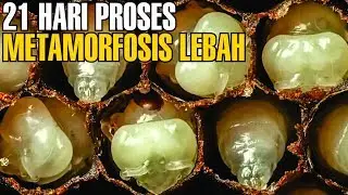LUAR BIASA ! 21 Hari Proses Metamorfosis Lebah, Dari Larva Sampai Jadi Lebah Dewasa | Fakta Unik