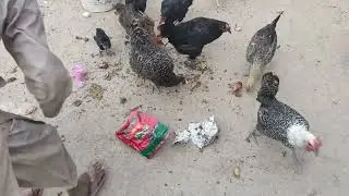 CHICKENS LOVE TO EAT KITCHEN WASTE #hen #farming #cat #chicken #animals #pets #cute #kitten #cute