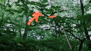 #MagicLeapIntoTheWoods - 2 - Painting Trees