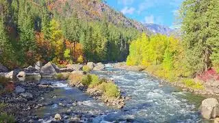 Tumwater Canyon Fall Colors | Wenatchee River Relaxation in 4K