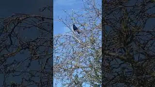 Loud and clear🦅#wow #amazing #happy #bird #viral #wildlife #loud #crow #shorts #youtubeshorts