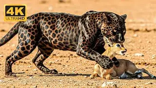 Wildlife 4K 🌿 The Most Unforgettable Peaceful Nature Moments