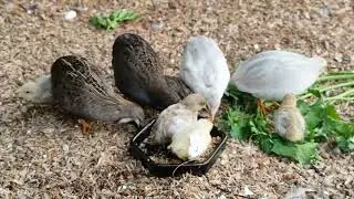 Chinese Painted Quail big family.