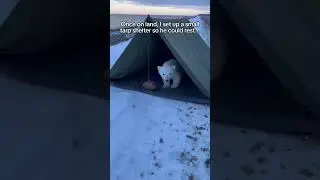 A polar bear mother threw her cub onto the rescue boat ans then... #cub #bear