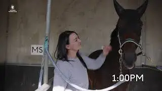 A Day In The Life of a race horse at Flemington