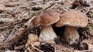 La fungaia infinita di porcini!