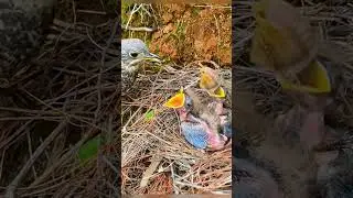 mom bird gives baby bird a butterfly snack