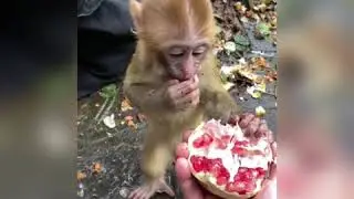 cute poor monkey bbc kh