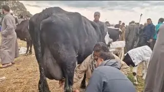  الان اثناء المعینه علی بقره والده من سوق قطور 