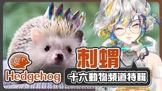 【十六動物頻道特輯】刺蝟｜牠的刺是退化的毛？在特殊狀況下會自塗毒液？【十六月OctJun】