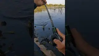 Monster frog &eacute; sem igual 🔥 #pescaria #pesca