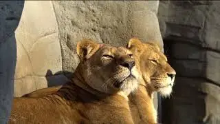 Lion in Natural Habitat &mdash; Peaceful & Silent Close-Up of a Majestic Wild Cat