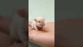 Cute Pig at the palm of my hand🐷 #cutepig #animallovers #animalshorts #minipig