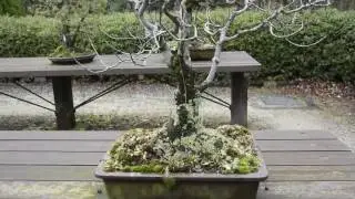 Bonsai Collection, Kyoto Botanical Gardens: A Winter's View
