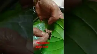 betel leaf#bangladesh pan supari #shorts #asmr