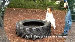 Clickertraining mit Hund Elu Teil 3 Januar 2016