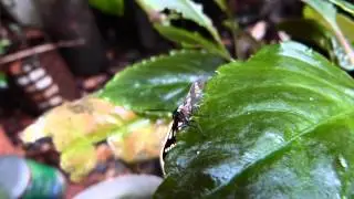 Eurata hermione (Arctiidae: Ctenuchinae) luego de la lluvia. Chajar&iacute;