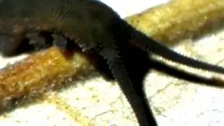 Velvet Worm (Onychophore)