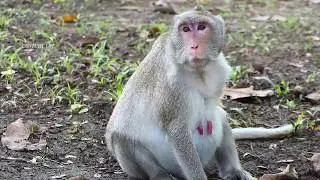 Pragnacy monkey Jane she look healthy and strongly