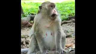 Update Couple Female Monkey Jane and Gladdis Together   Which Female Will First Delivery