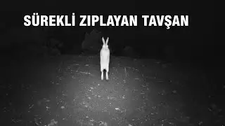 💥💥SÜREKLİ ZIPLAYAN YABAN TAVŞANI !💥💥 FOTOKAPANDAN NELER ÇIKTI?