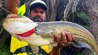 Wallago Pathan Fish catching | Murrel Fishing Technique | How To catch Pathan Fishing
