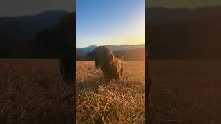 The earth speaks to all of us, just listen ⛰️ ☀️ #letterstotheearth #dearearth #earthtalk #puppy