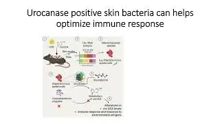 Urocanase postive skin bacteria helps optimize immune response #Code: 914