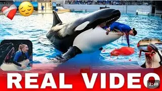 Jessika Dolfhin Accident Redcliffe orca attack Real or fake || Jessica 