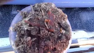 Colorado Termites