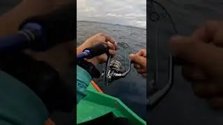 80GRAMS METAL JIG VS AMBERJACK. MICRO JIGGING FISHING  #fishing #microjigging #philippines