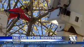 Tree care tips for homeowners