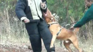 Dogue de Bordeaux - KillianHill.MOV