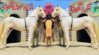 White Nukra Horse For Sale | Mushka Ghora | Black Horse For Sale