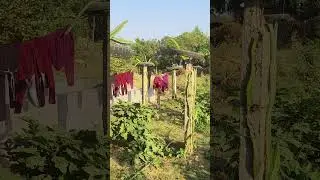 Dragon fruit#dragonfruitplantation#Kamlam#pithaya#BBRC#Bababiotech@BABABIOTECH