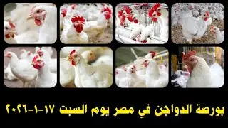 اسعار الفراخ البيضاء اليوم/ سعر الفراخ البيضاء السبت  2026/1/17 في مصر جمله وقطاعي