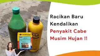 Pengkocoran Trichoderma dan EM4, Cegah dan Kendalikan Semua Penyakit Musim Hujan