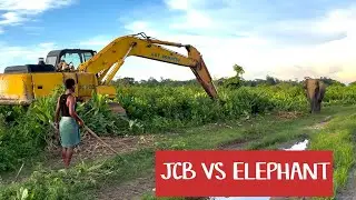 JCB Attacks Female Elephant #elephant #assam #animals #save #jcb
