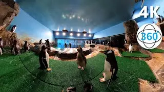ペンギン展示場に360°カメラを設置して、生後1カ月半のヒナを観察【360°動画】
