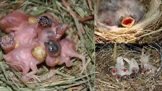 Finches chicks parents feeding checking method in Tamil tips