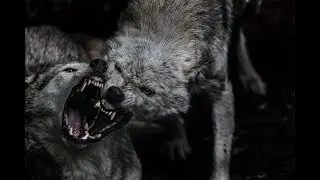 Feral Ground Fighting With Kevin Secours
