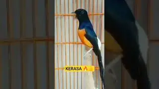 Masteran Murai Batu Efek Cepat Terasa 🔥